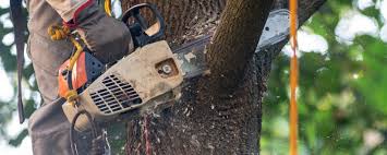 Best Lawn Maintenance Plans  in Centralia, IL