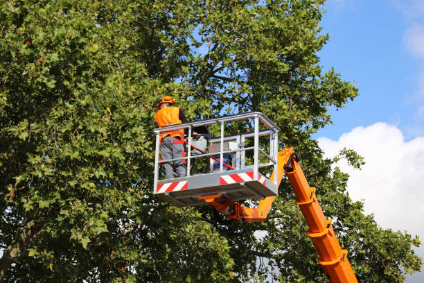 Best Tree Trimming and Pruning  in Centralia, IL