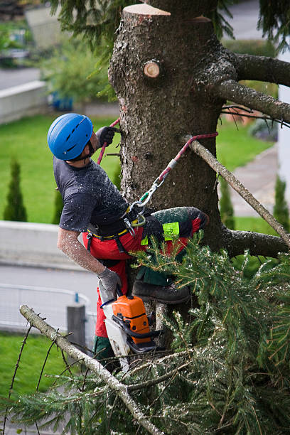 Best Stump Grinding and Removal  in Centralia, IL