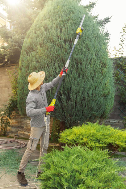 Best Palm Tree Trimming  in Centralia, IL